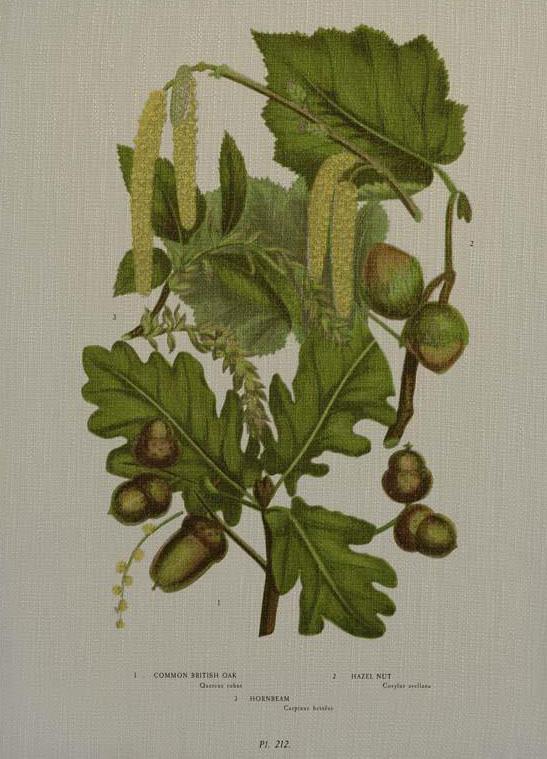 WALL ART PRINT 19TH C BOTANICAL ACORN 29X40 LINEN | eBay